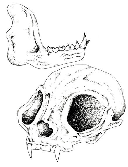 Bone Studies