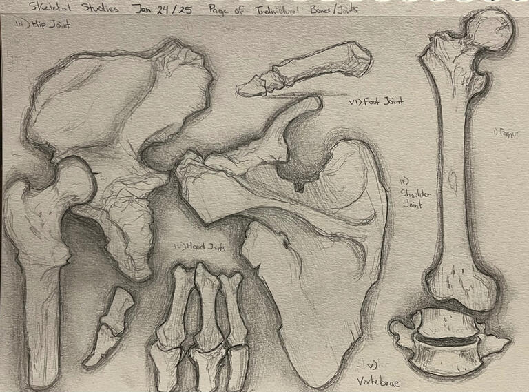 Bone Sketch Studies