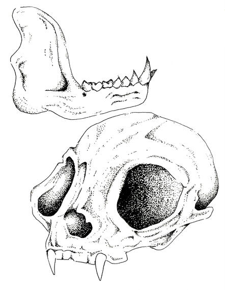 Bone Studies